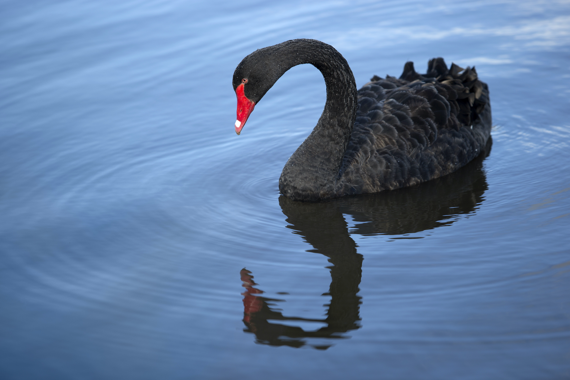 Photo of a swan with black feathers